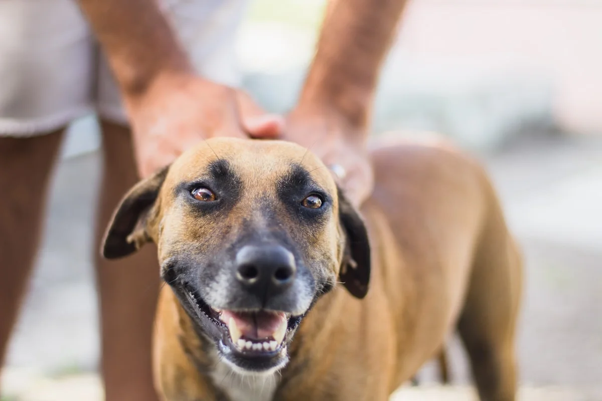 Dog at veterinary clinic for routine checkup