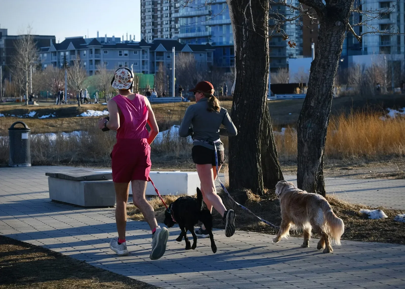 Healthy active dog running outdoors