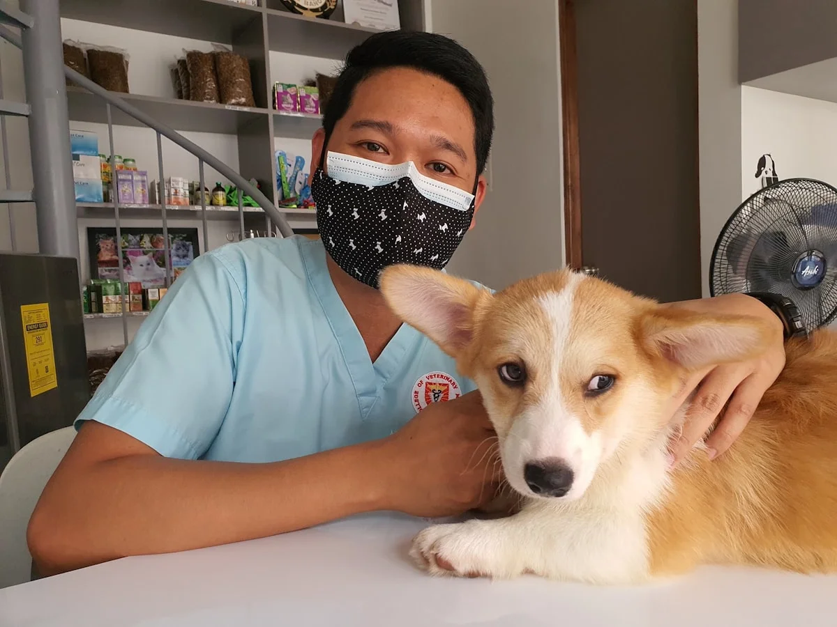 Veterinarian examining a dog at a clinic