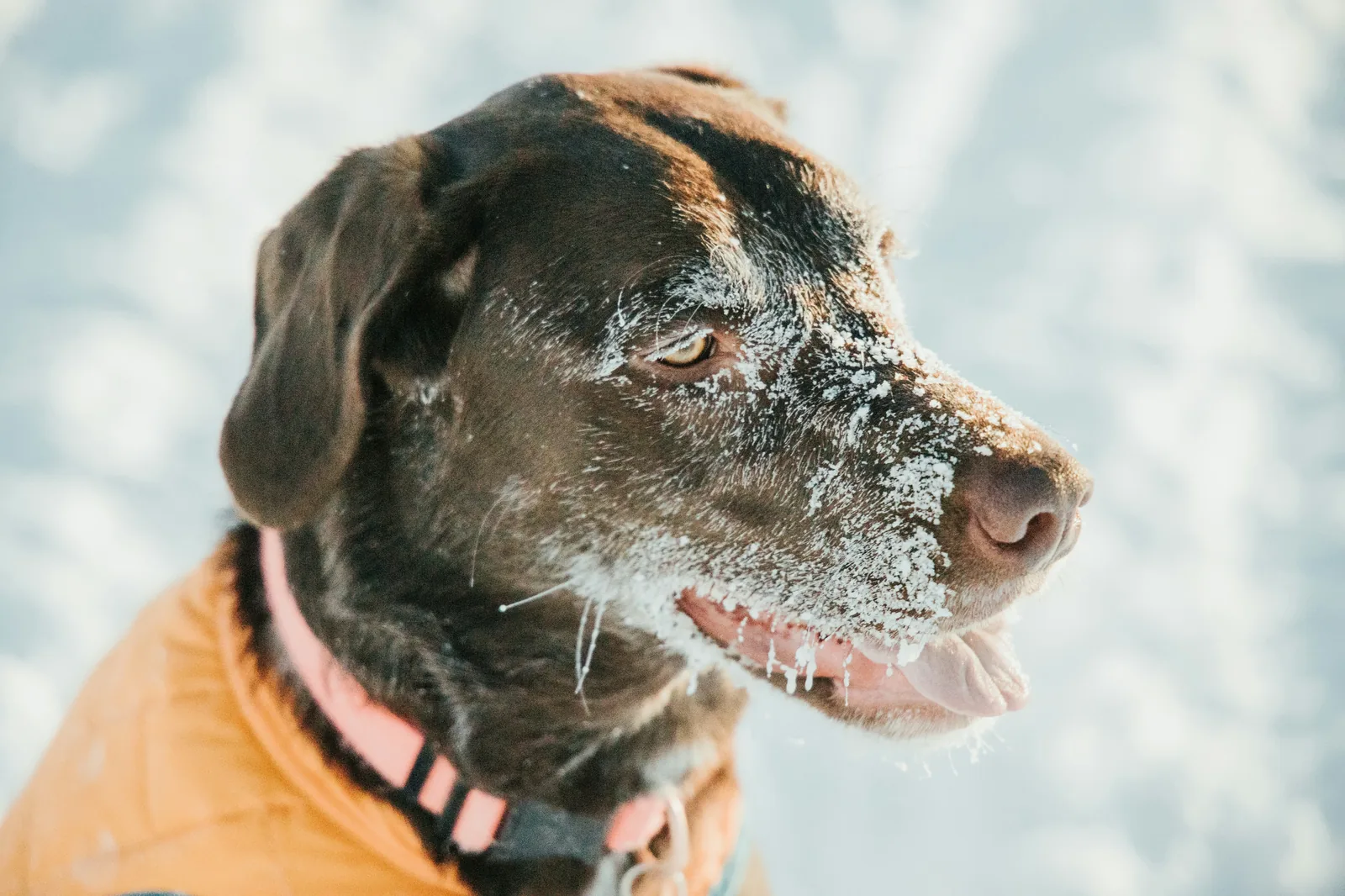 Pet safety in Alaska winter