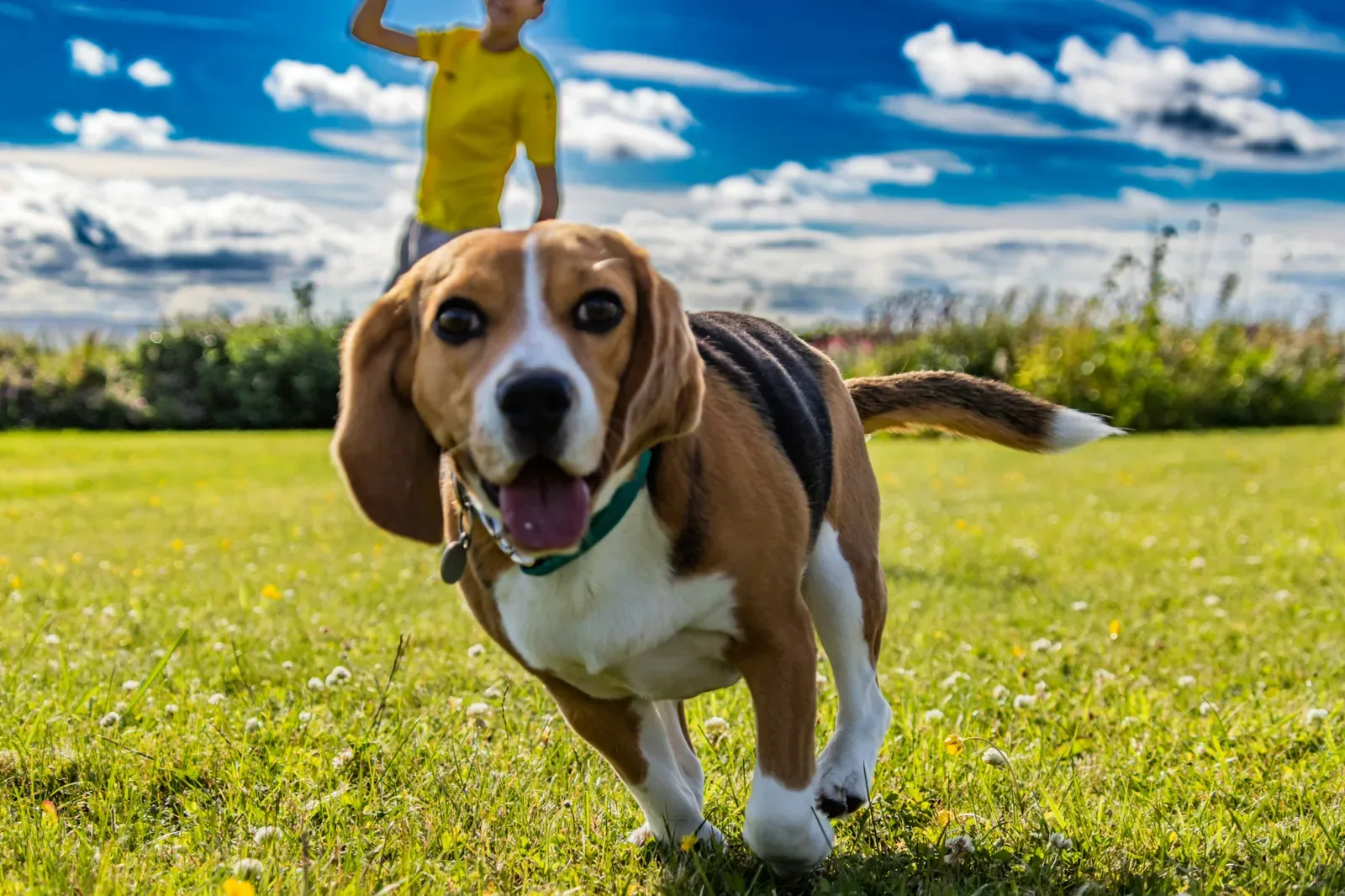 Beagle running outdoors