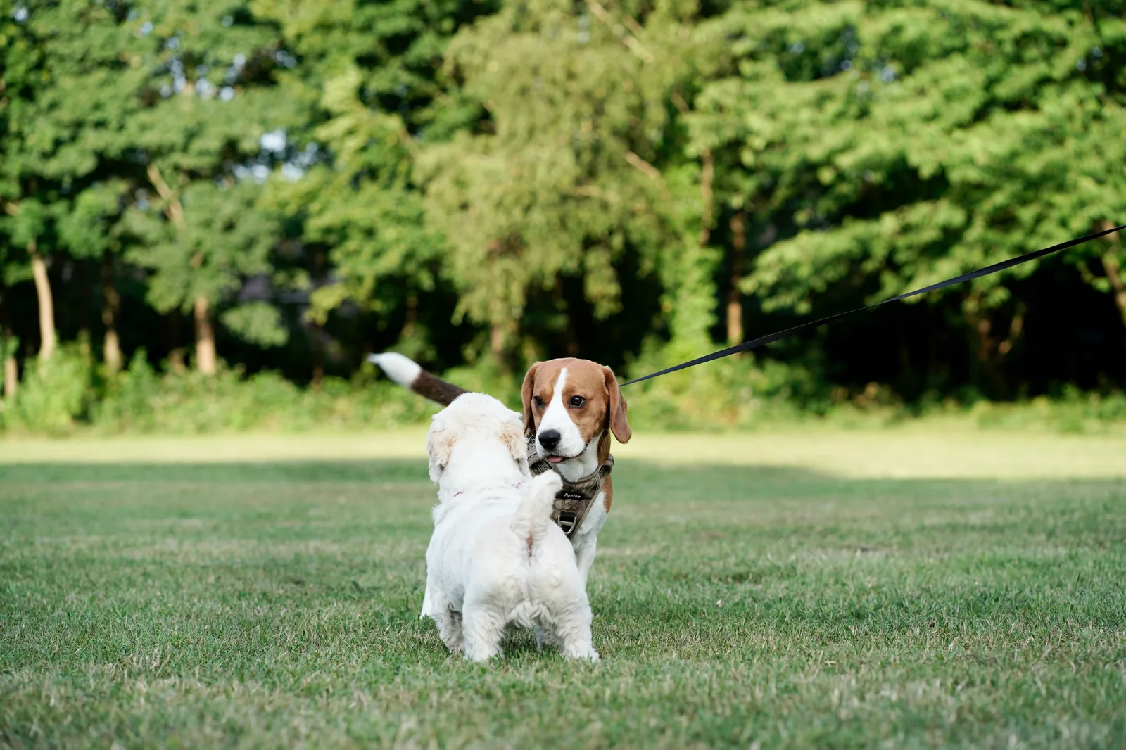 Beagle following a scent trail