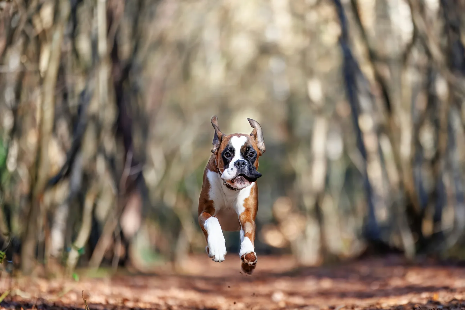 Boxer dog running and playing