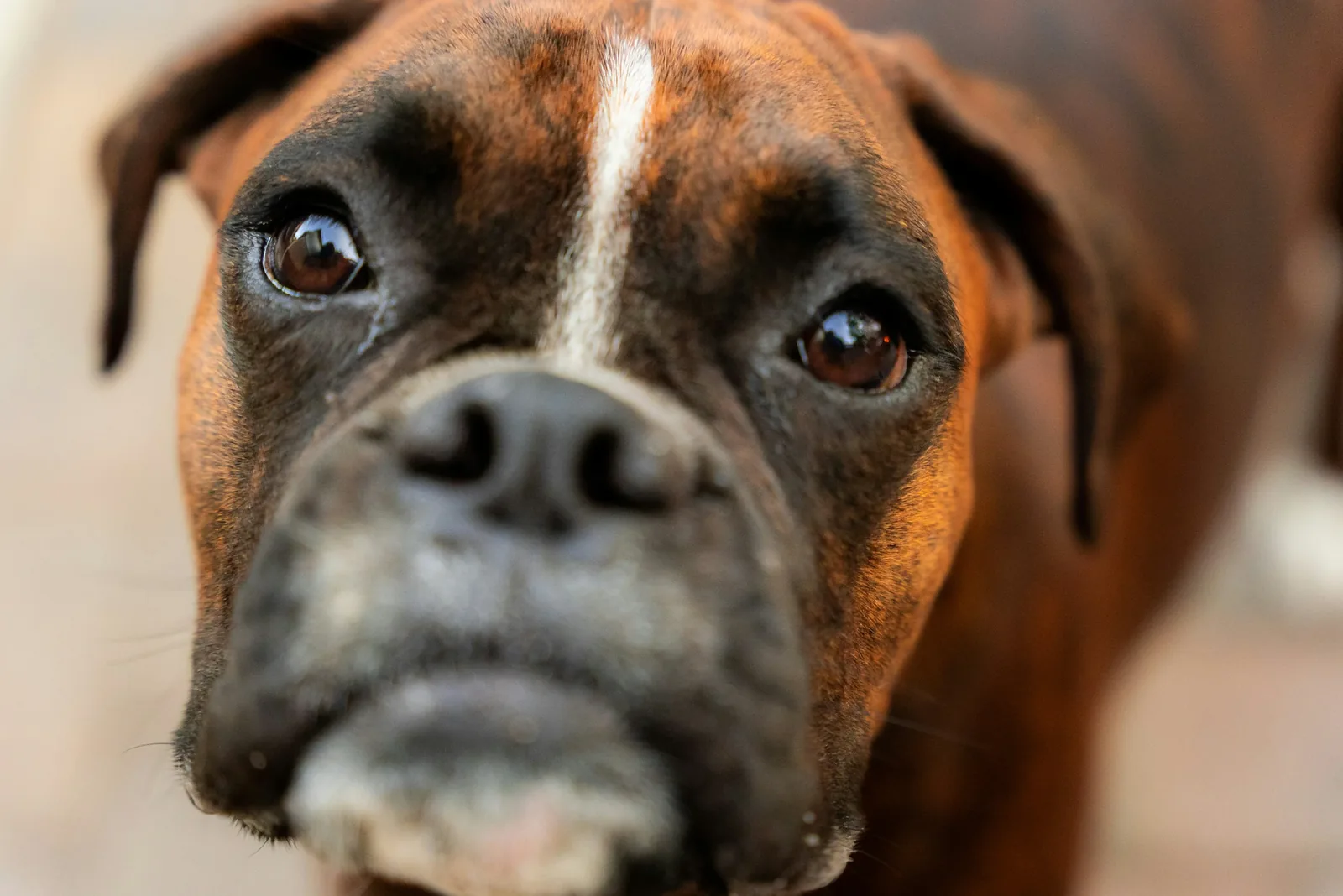 Boxer dog face closeup
