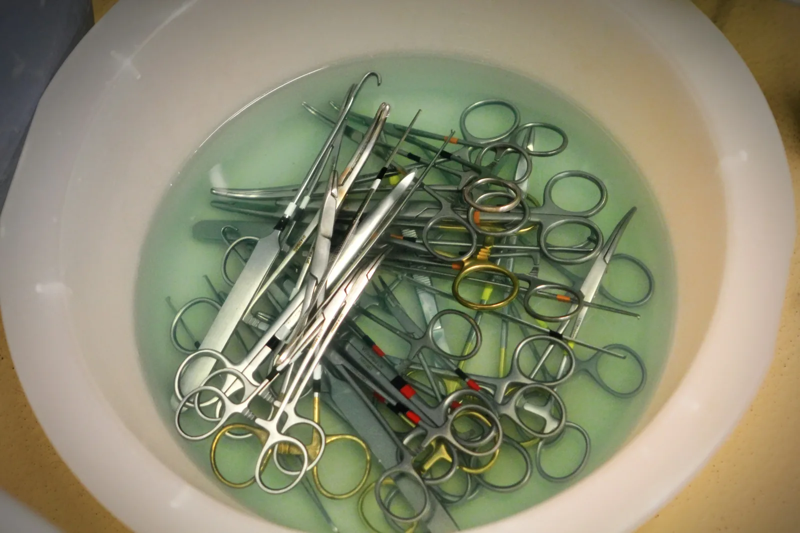 Dog at veterinary checkup