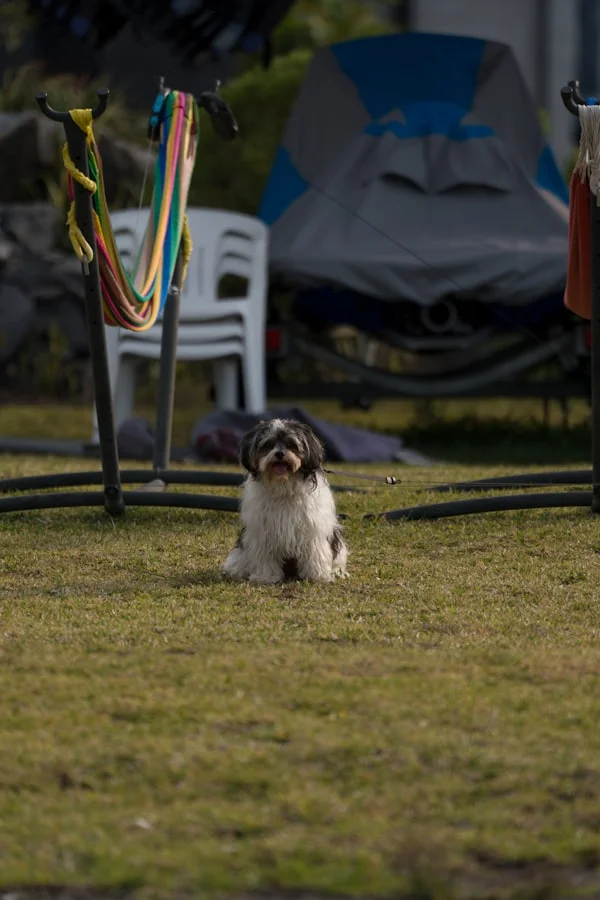 Chihuahua dog portrait