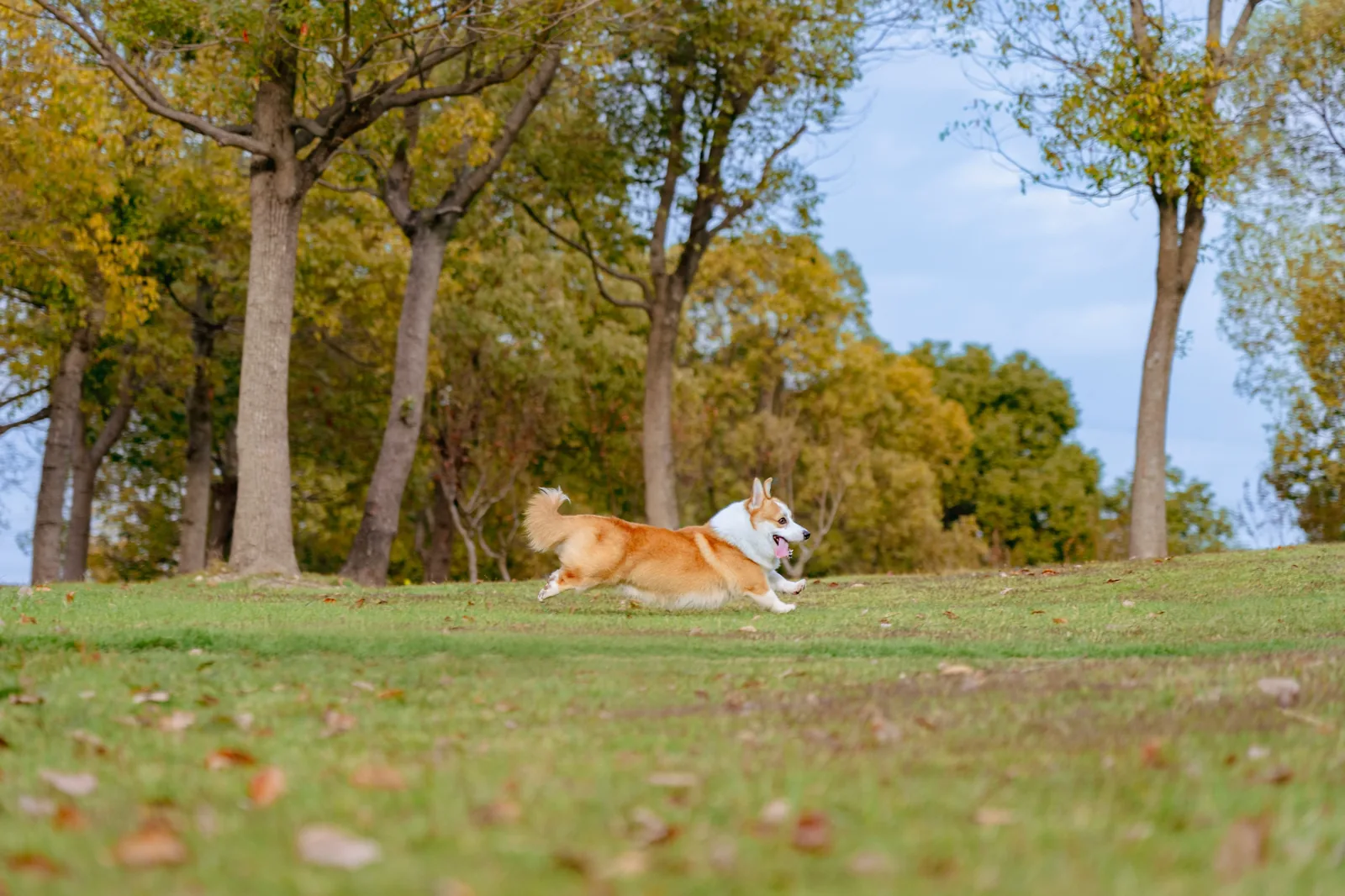 Corgi running and playing