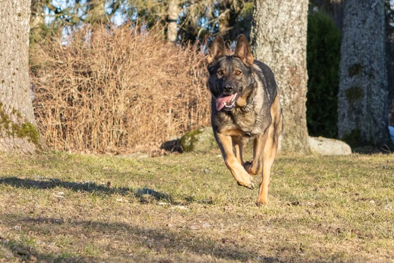 Active German Shepherd