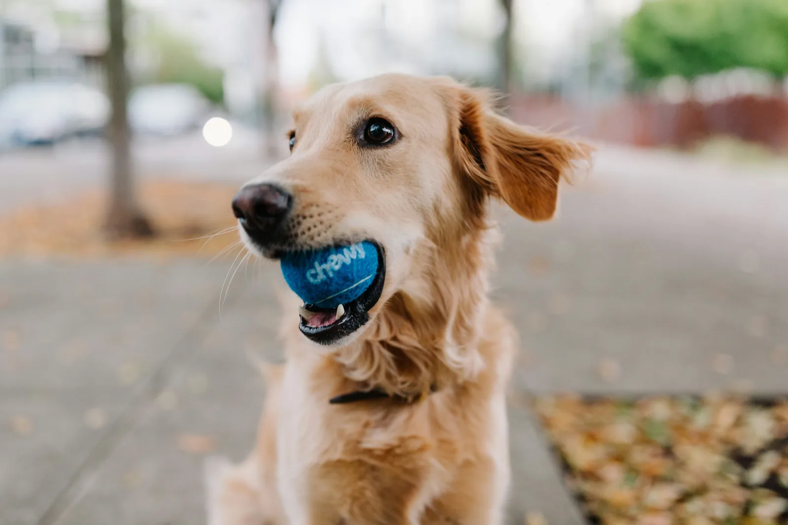 Golden Retriever playing outdoors
