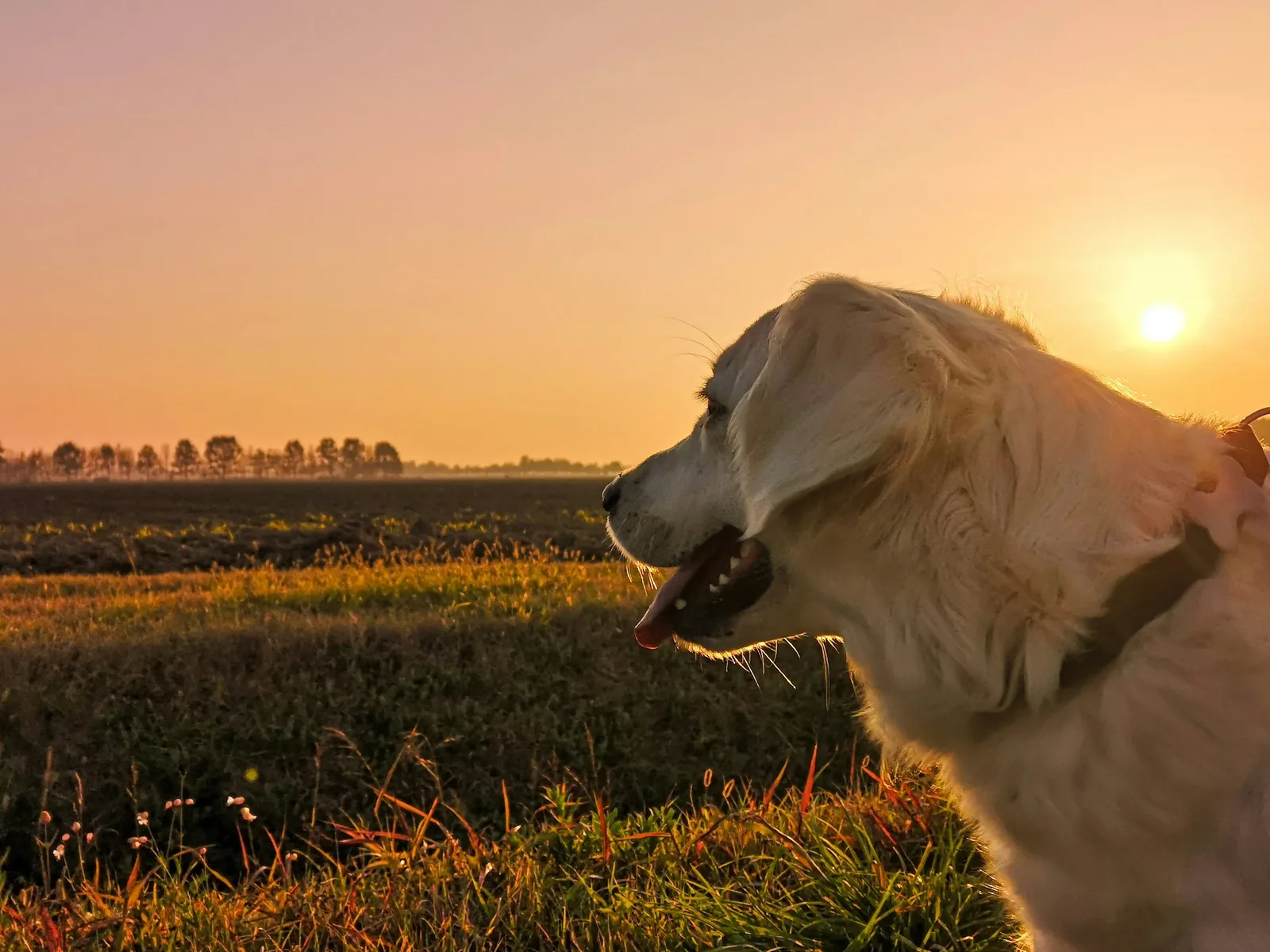 Golden Retriever in golden sunset field