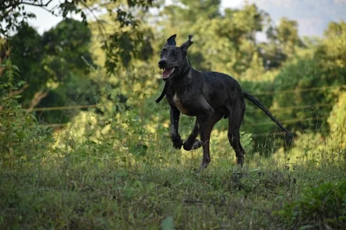 Active Great Dane