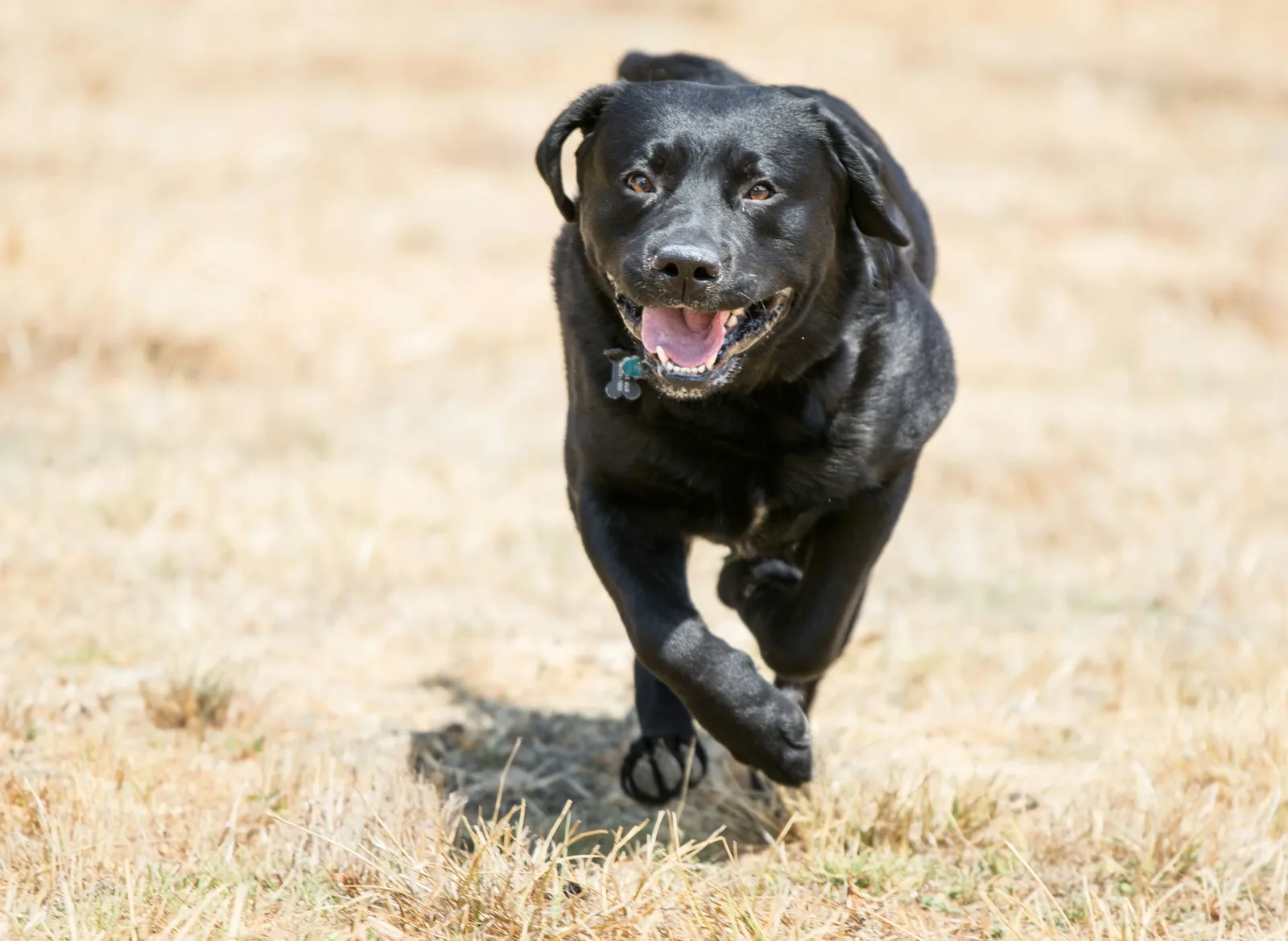 Healthy Labrador Retriever running