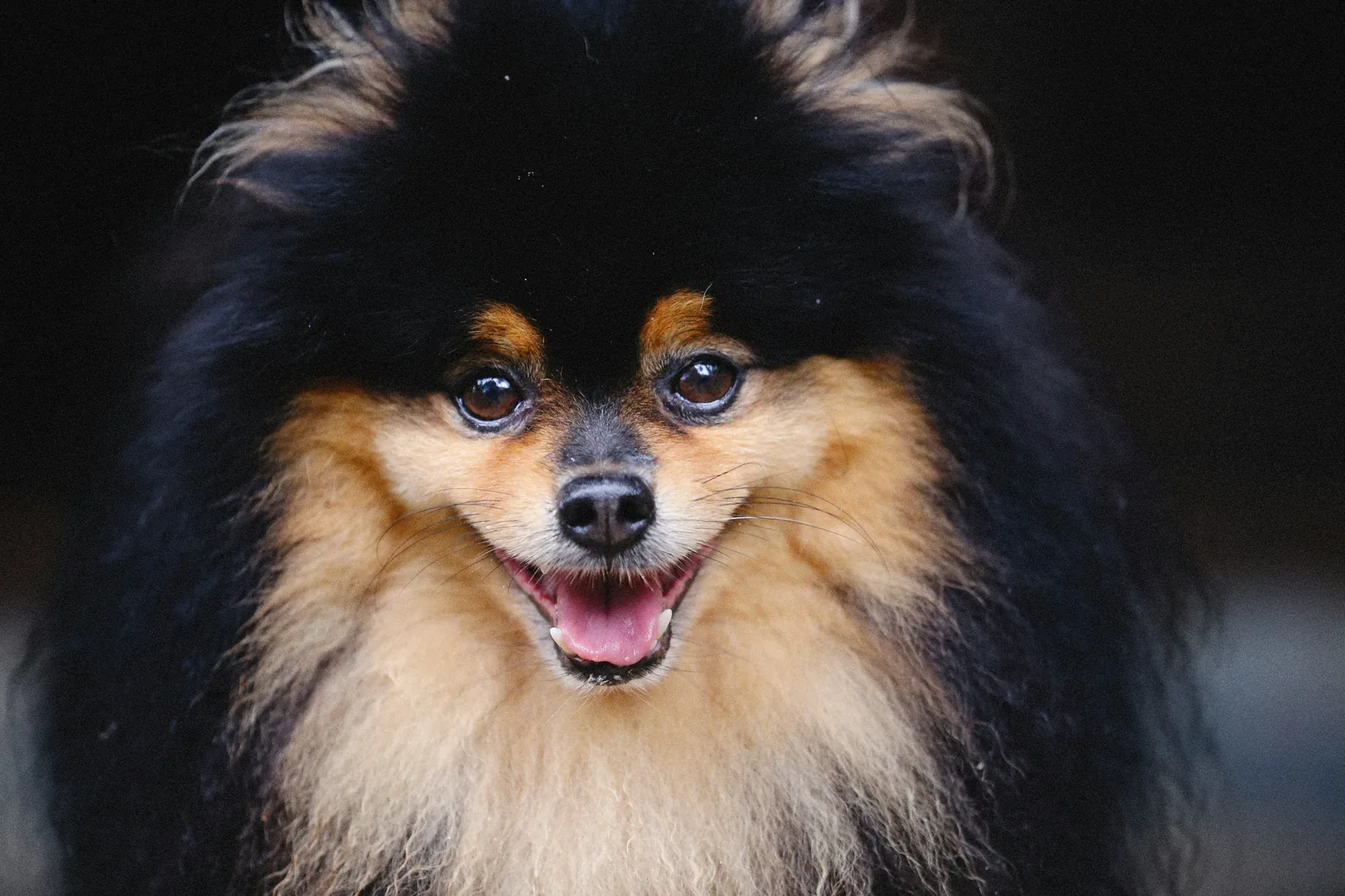 Pomeranian dog portrait