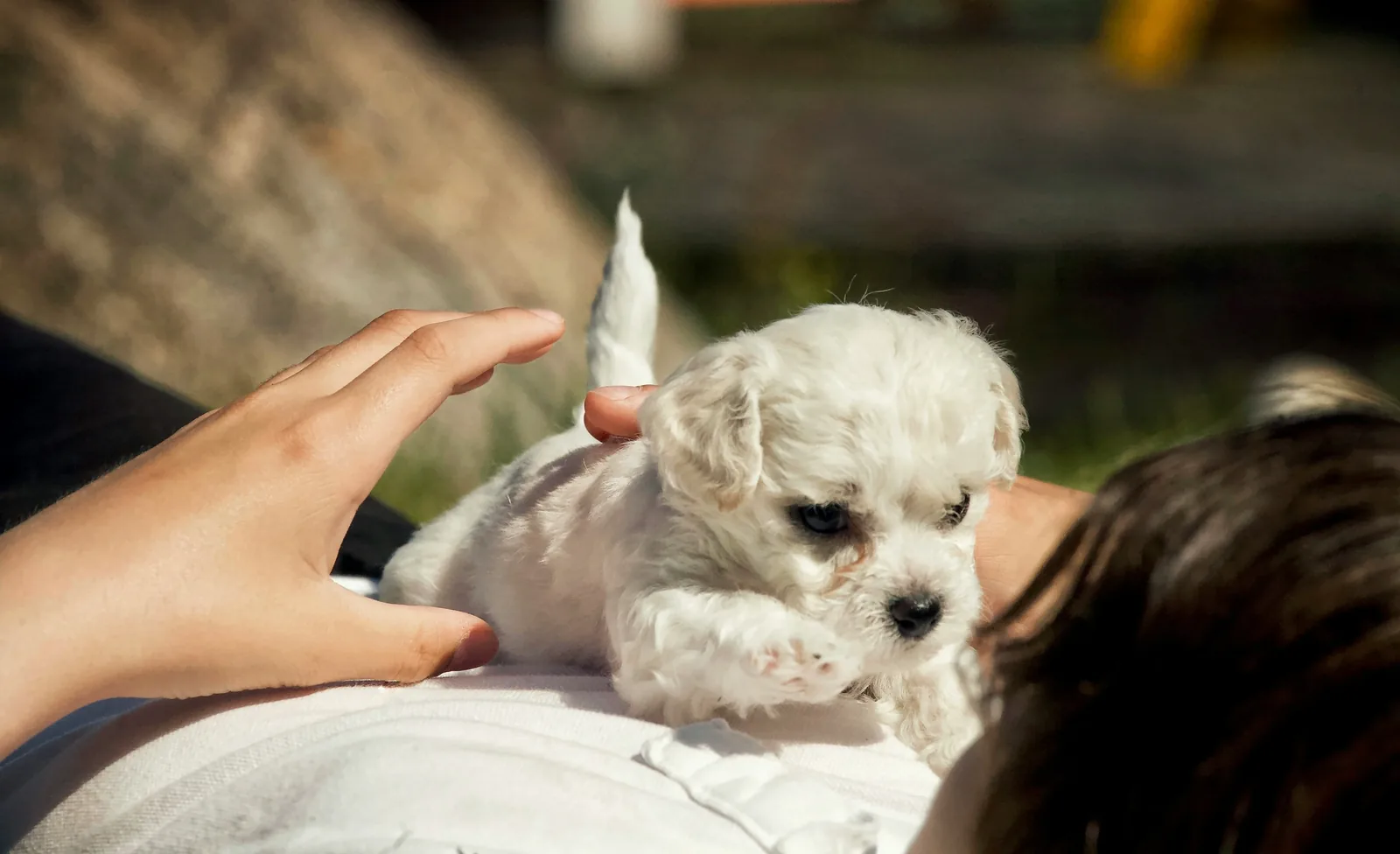 Veterinarian caring for small dog