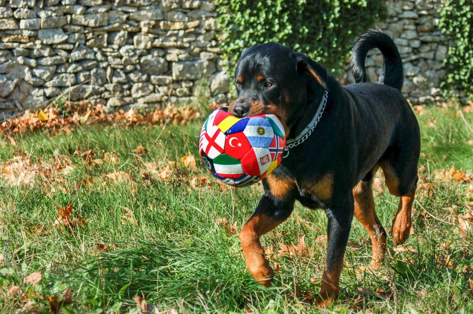 Active Rottweiler