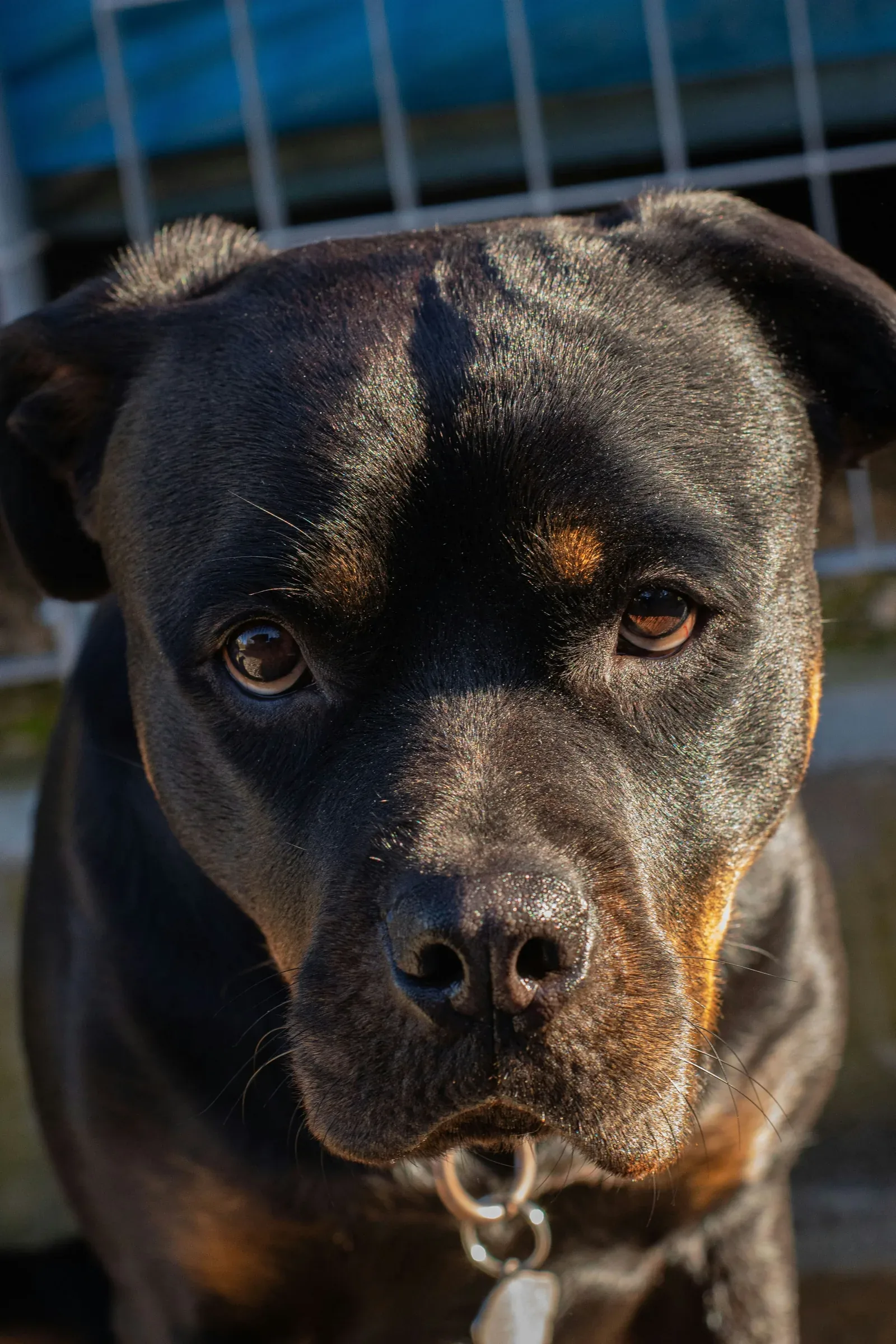 Rottweiler portrait