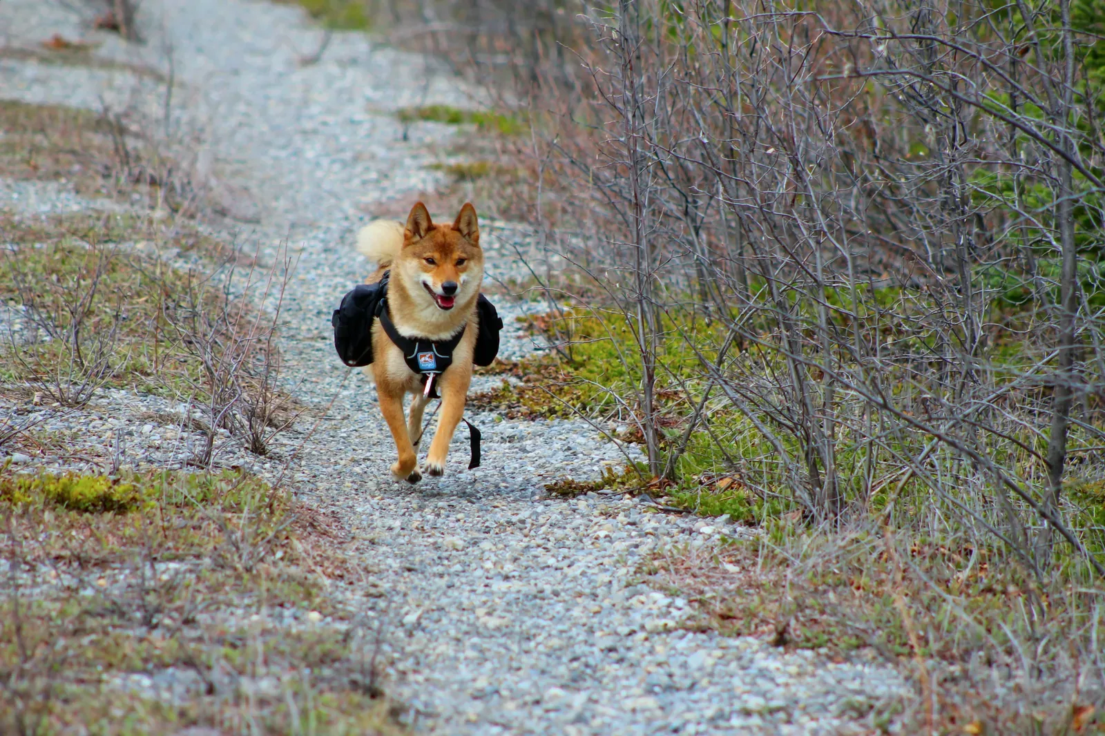 Shiba Inu running and playing