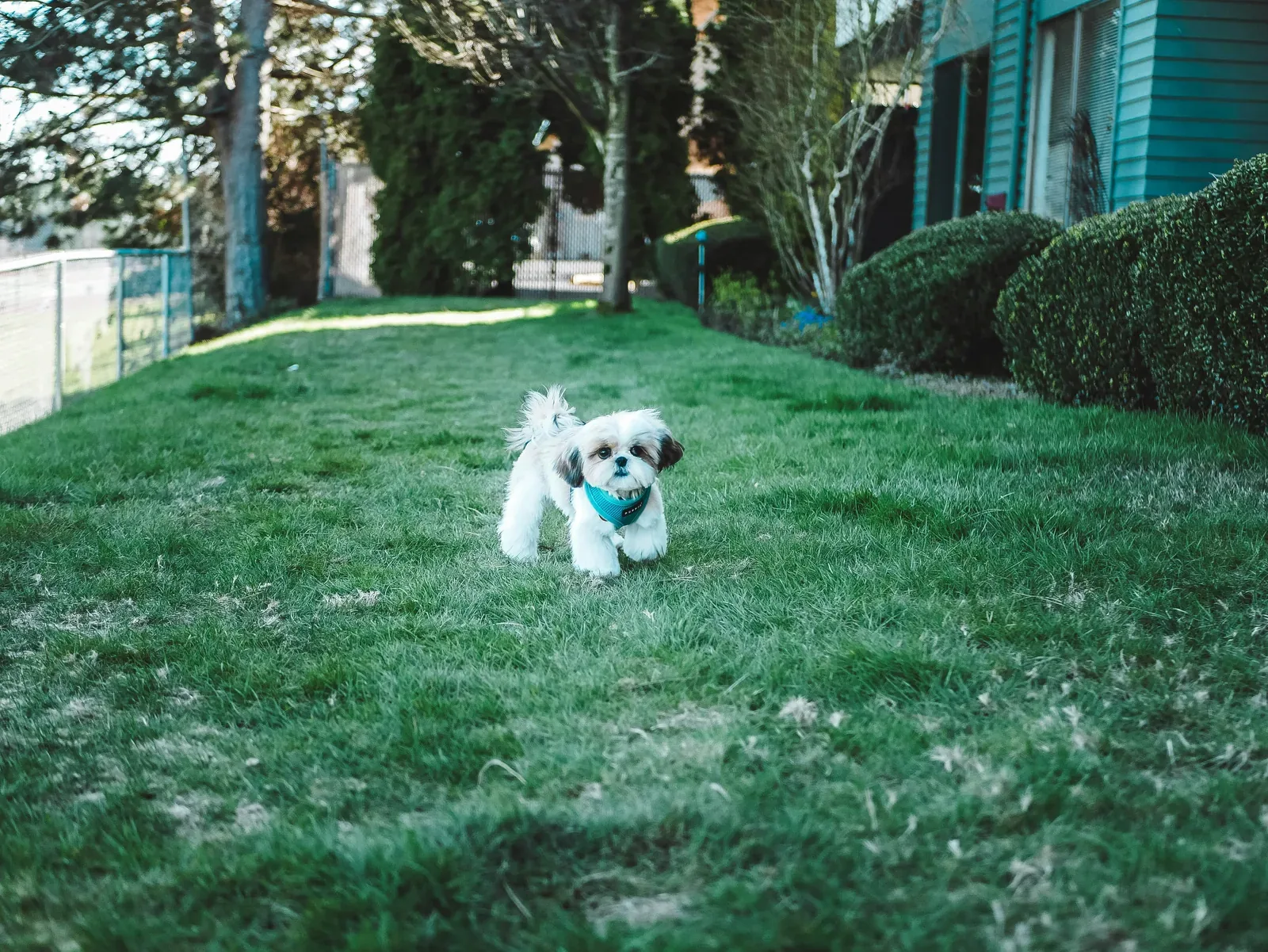 Shih Tzu playing outdoors