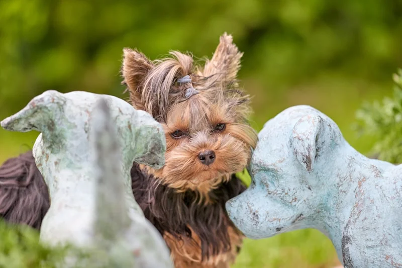 Active Yorkshire Terrier