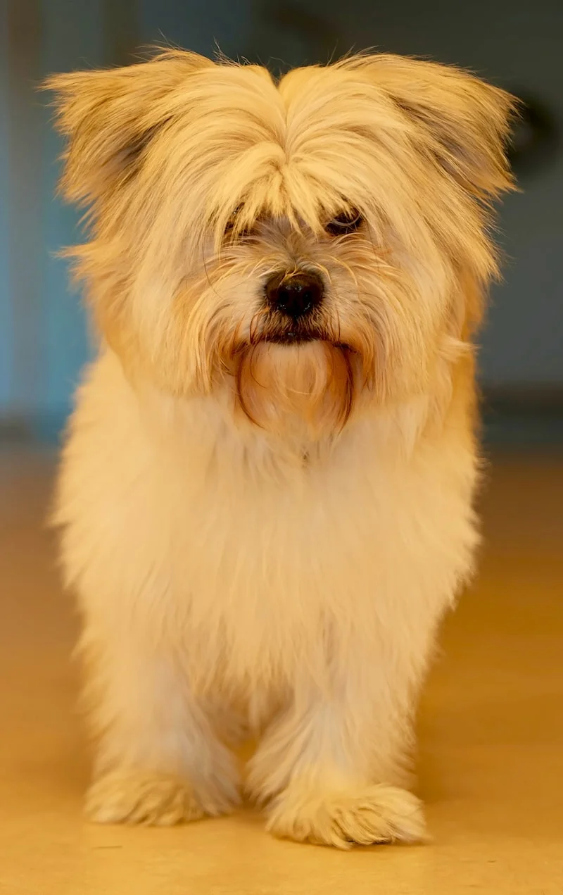 Yorkshire Terrier portrait