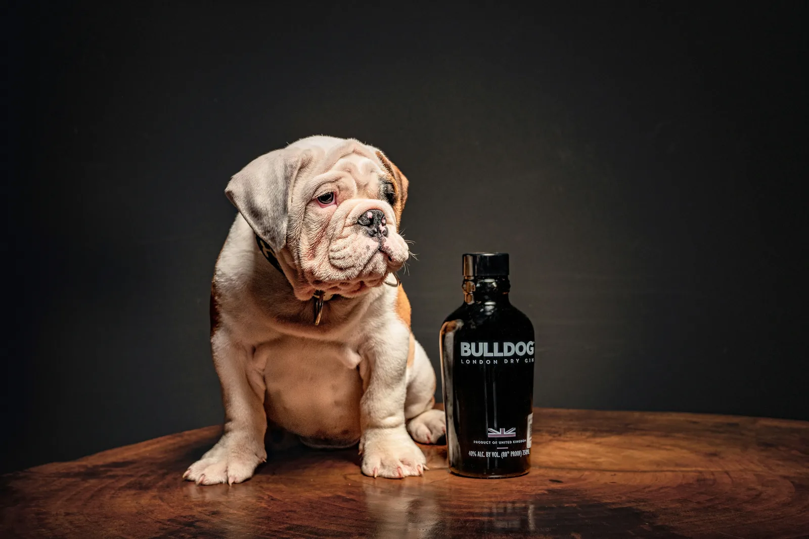 English Bulldog