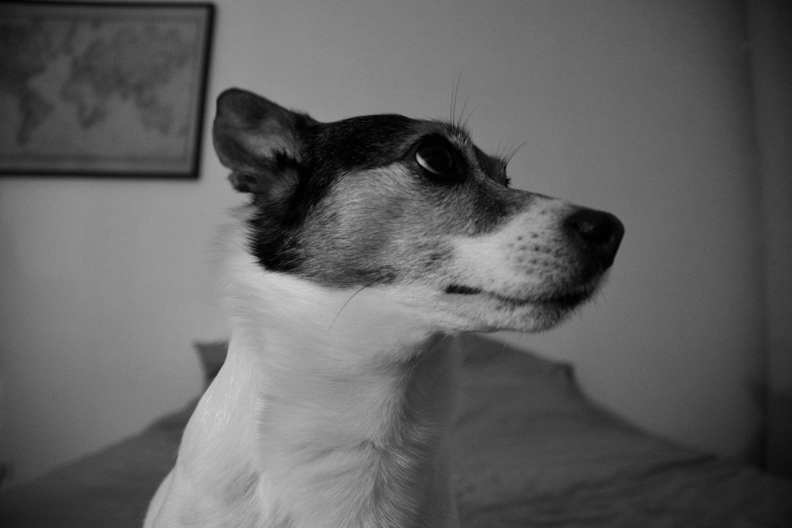 Happy dog in California
