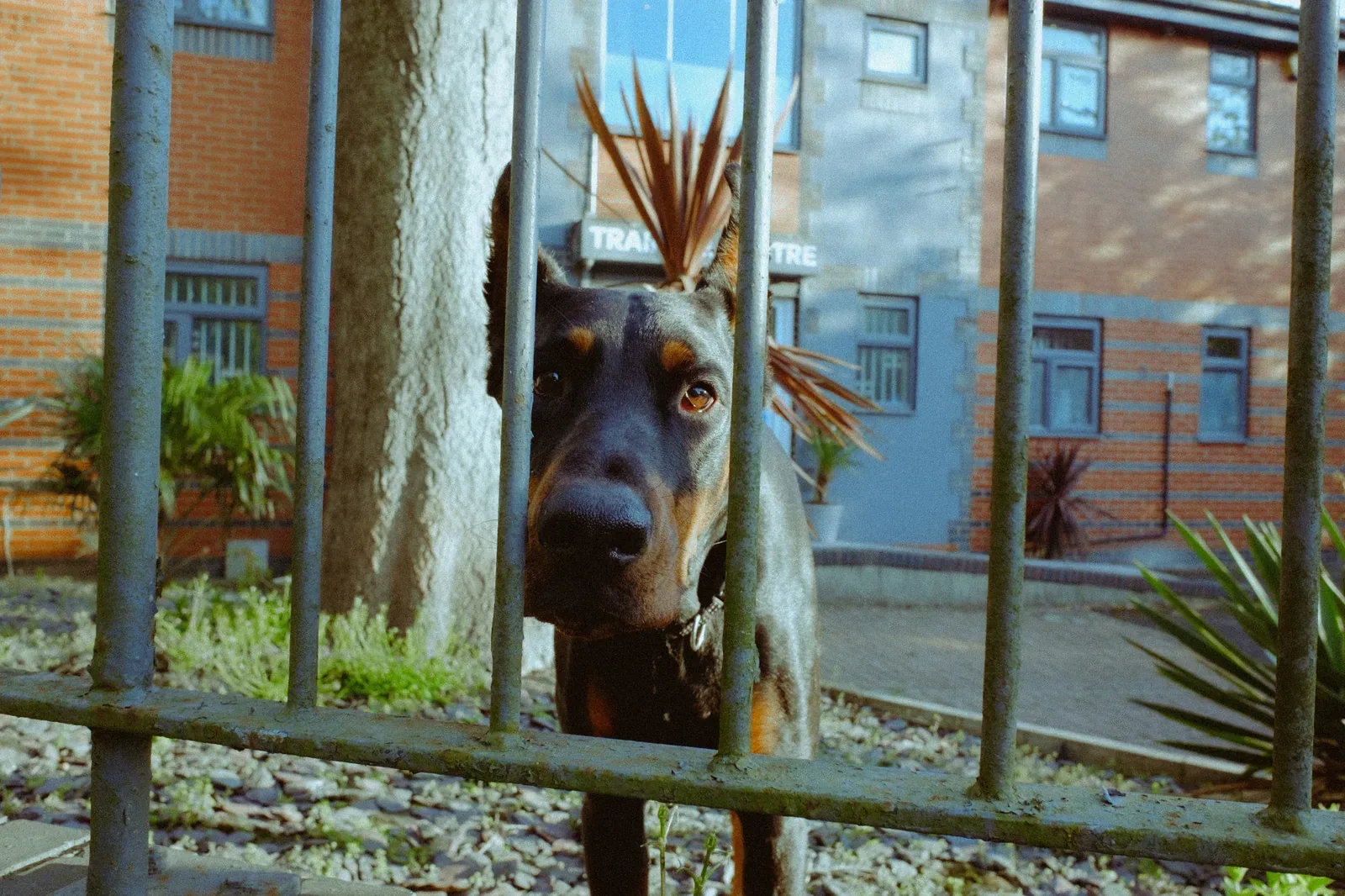 Pet in DC urban environment