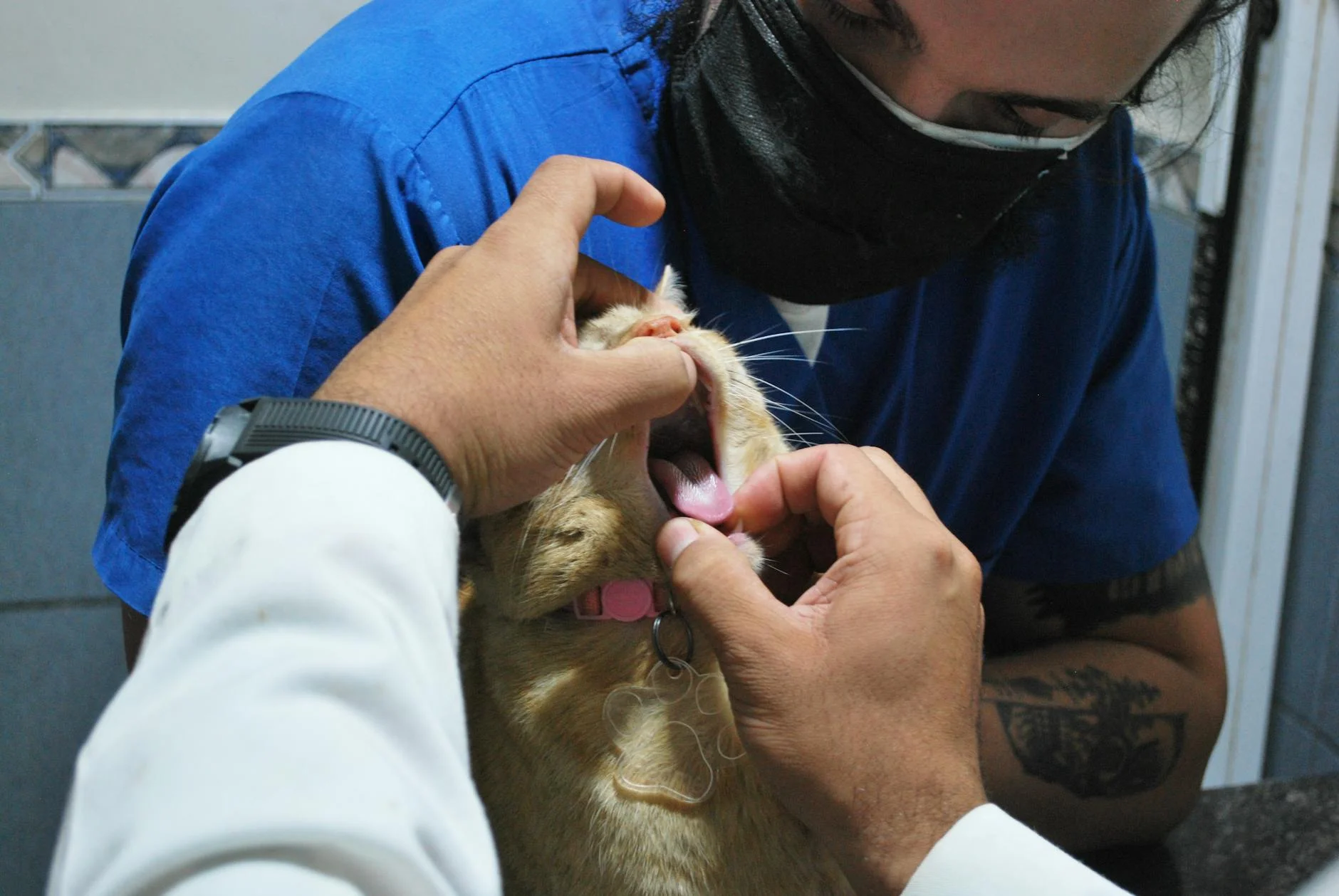 Veterinarian with a dog in Florida