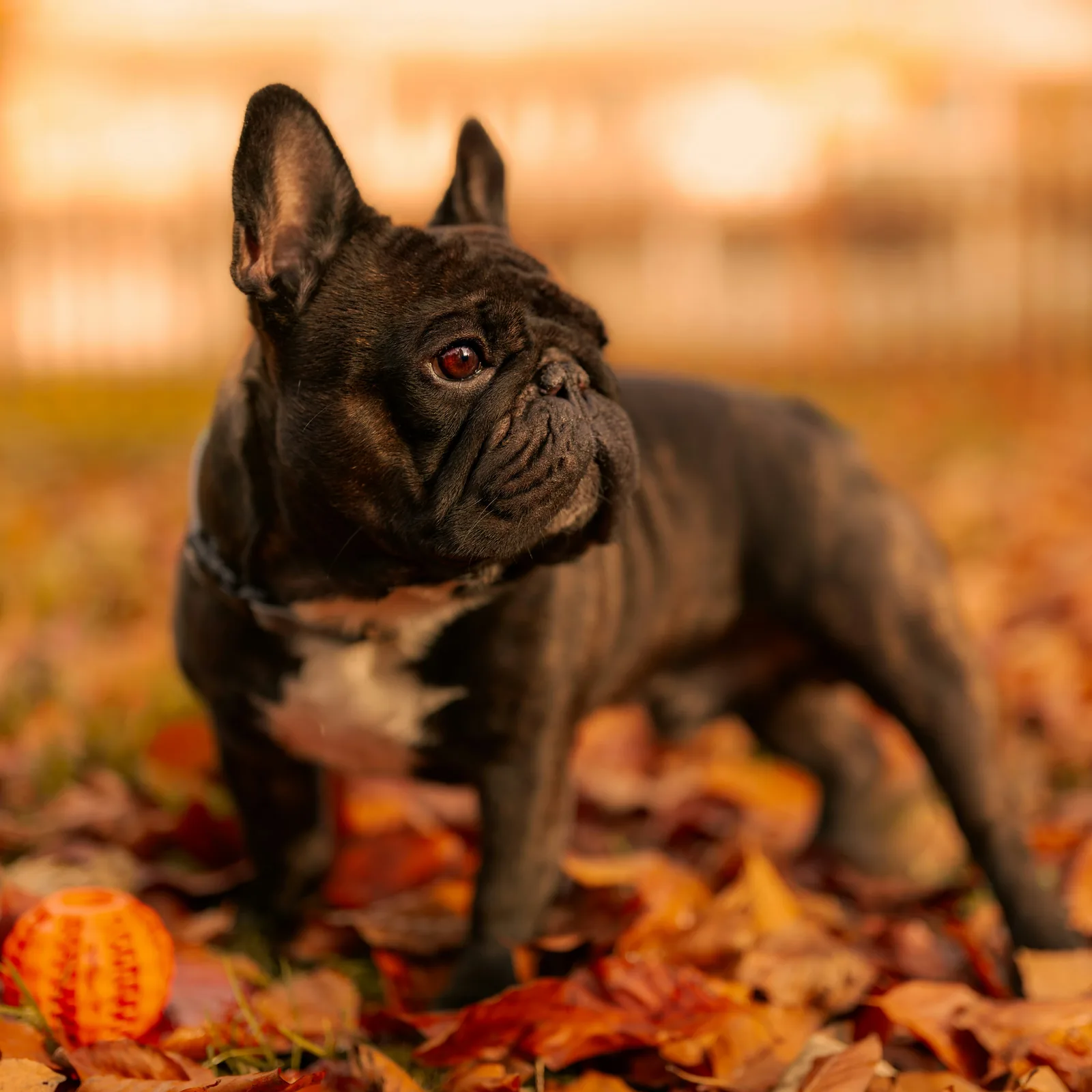 French Bulldog