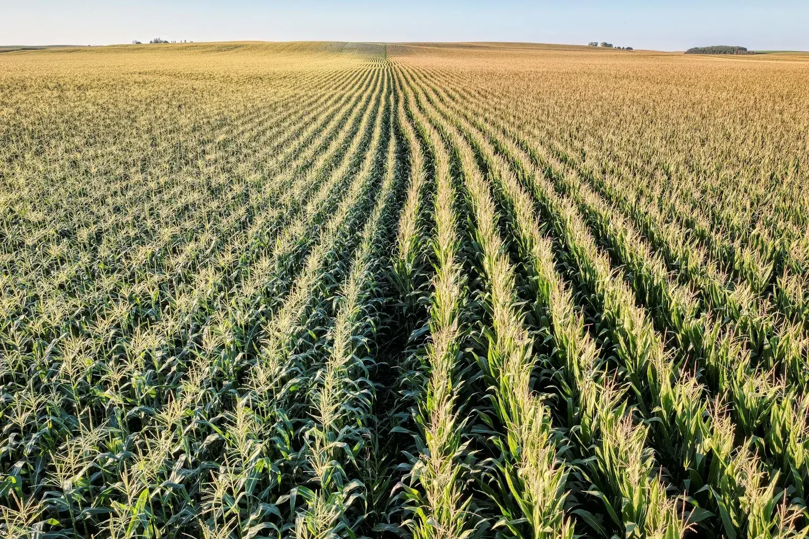 Iowa farm landscape