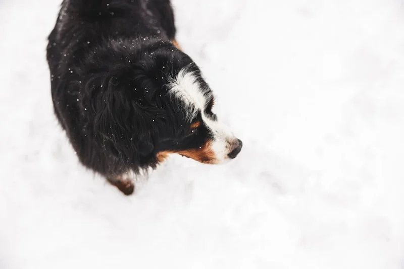 Pet care in Idaho