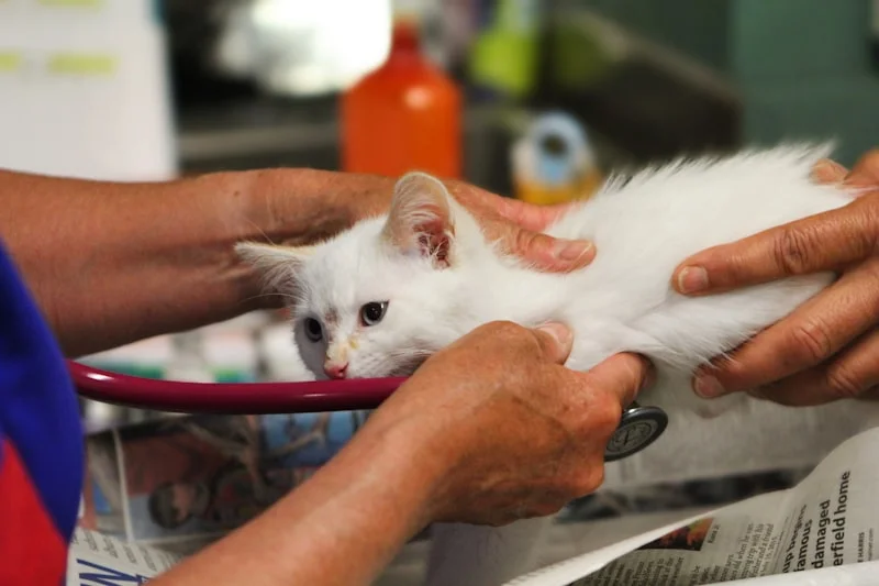 Veterinarian examining a pet in Idaho