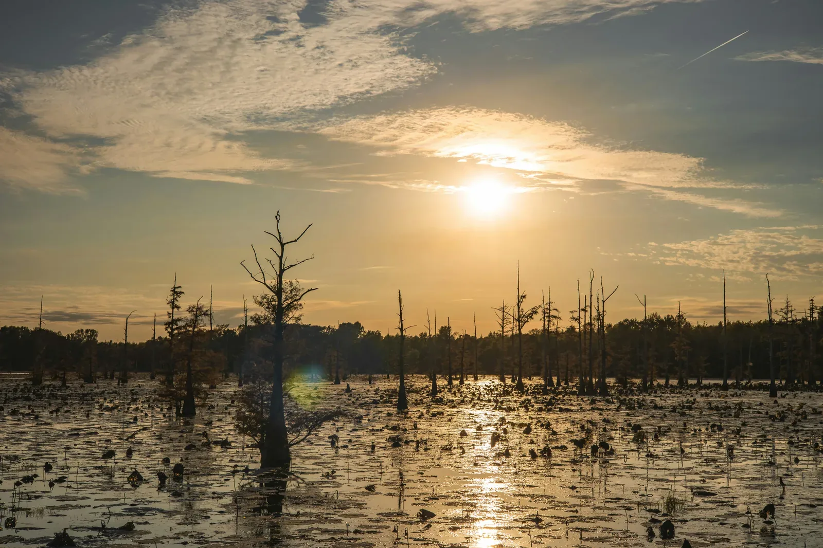Louisiana bayou at sunset — the state's geography creates unique pet risks