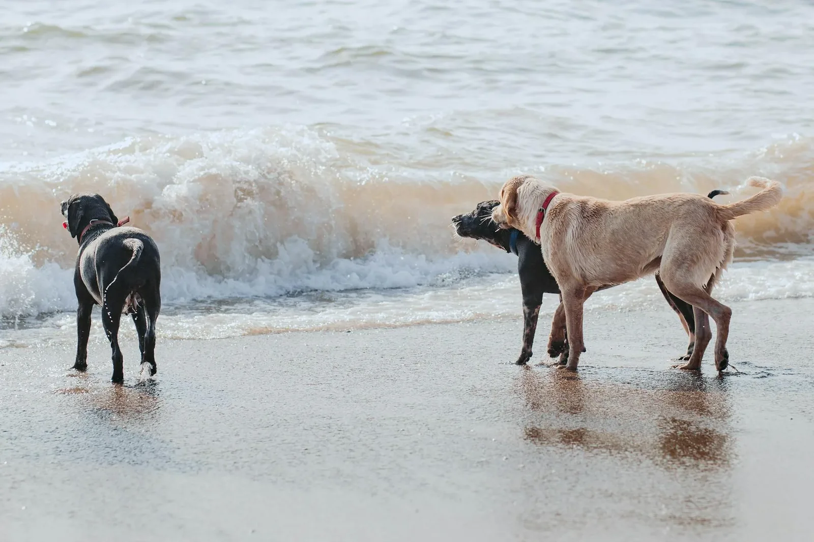 Dog near Chesapeake Bay water — Maryland's outdoor culture means higher tick and Lyme exposure for active pets