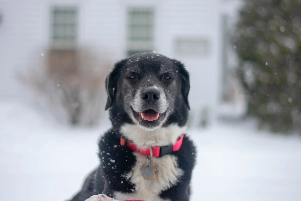 Dog playing in Maine snow during winter
