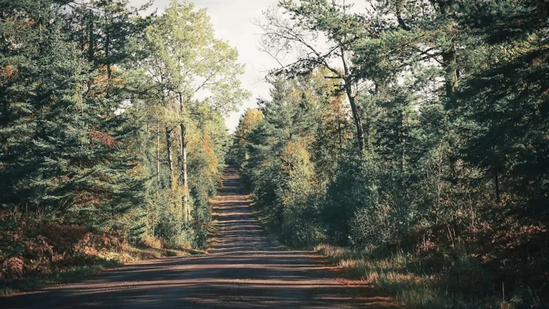 Minnesota north woods in fall