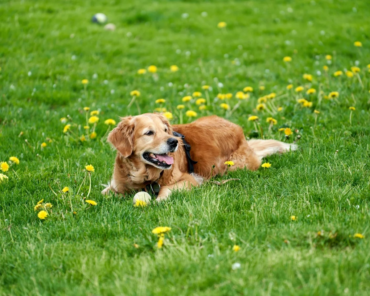 Dog in Mississippi — the state's warm climate means year-round outdoor activity risks
