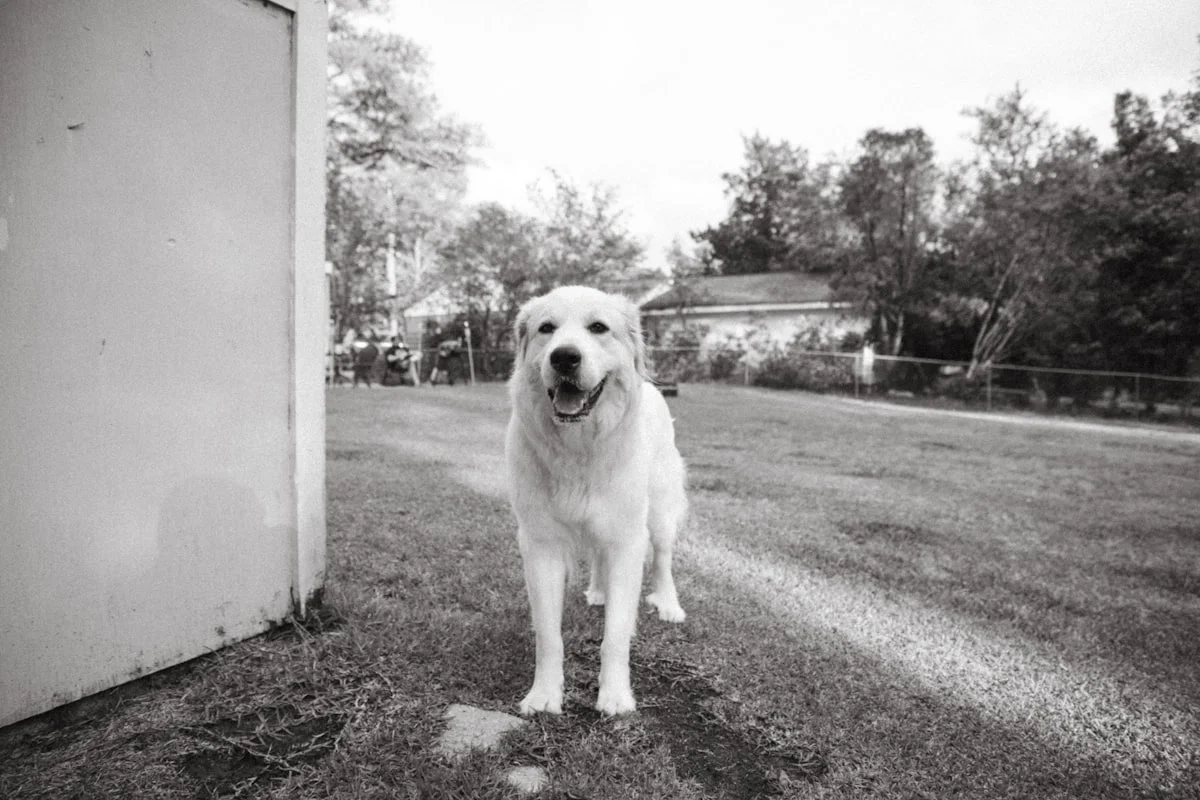 Dog in North Carolina summer