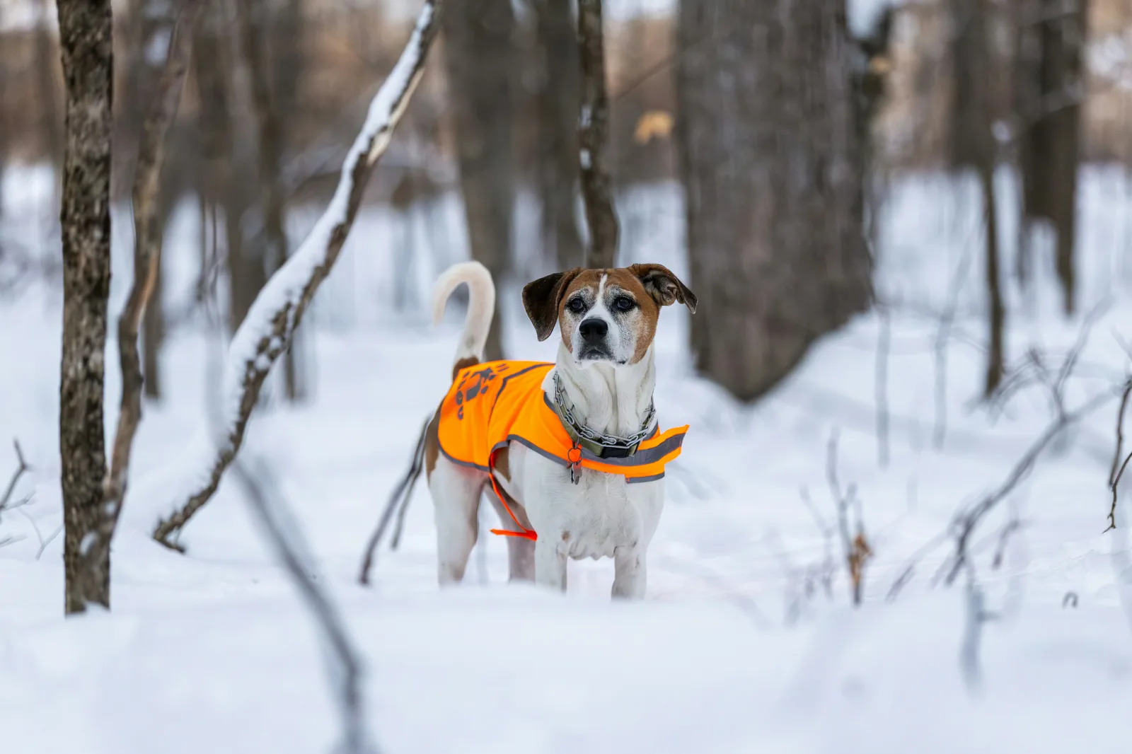Pet safety in North Dakota winter