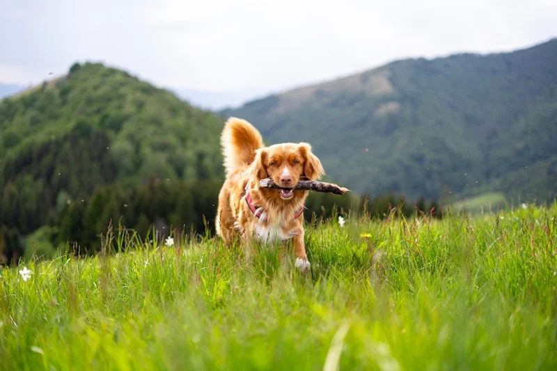 Happy dog in Nebraska
