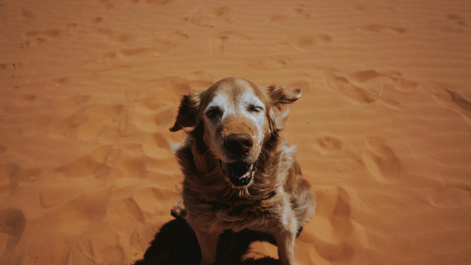 Happy dog in New Mexico desert environment
