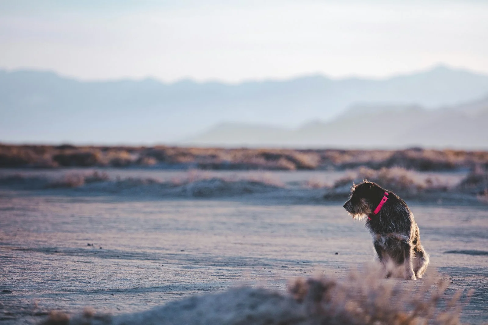 Dog in Nevada desert safety
