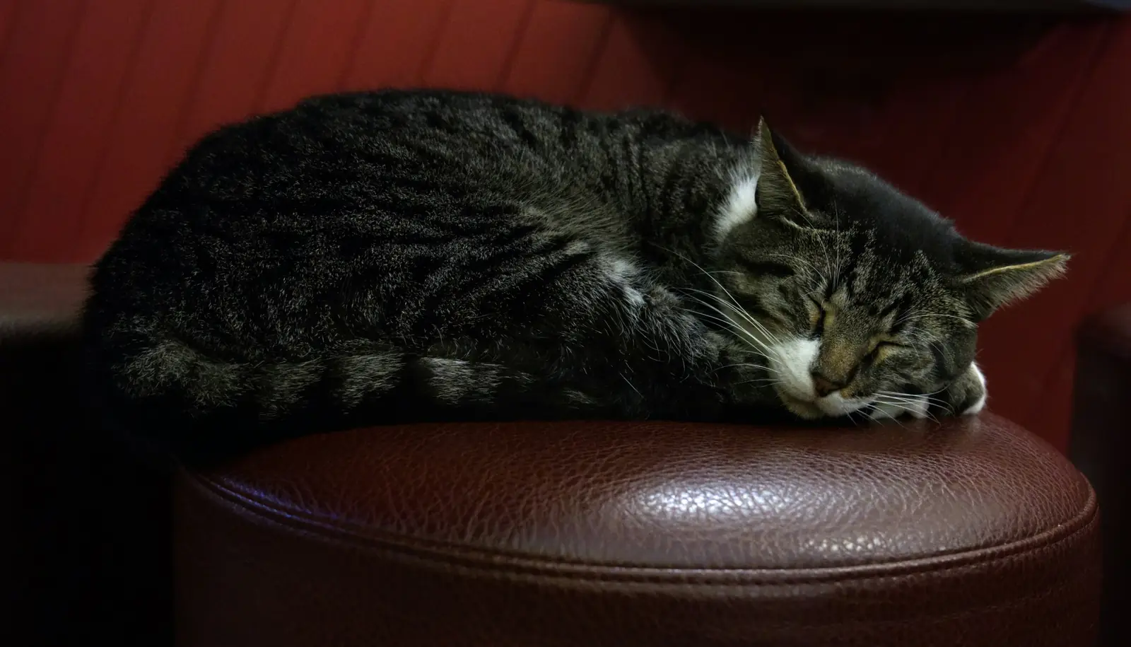 Senior cat resting comfortably at home