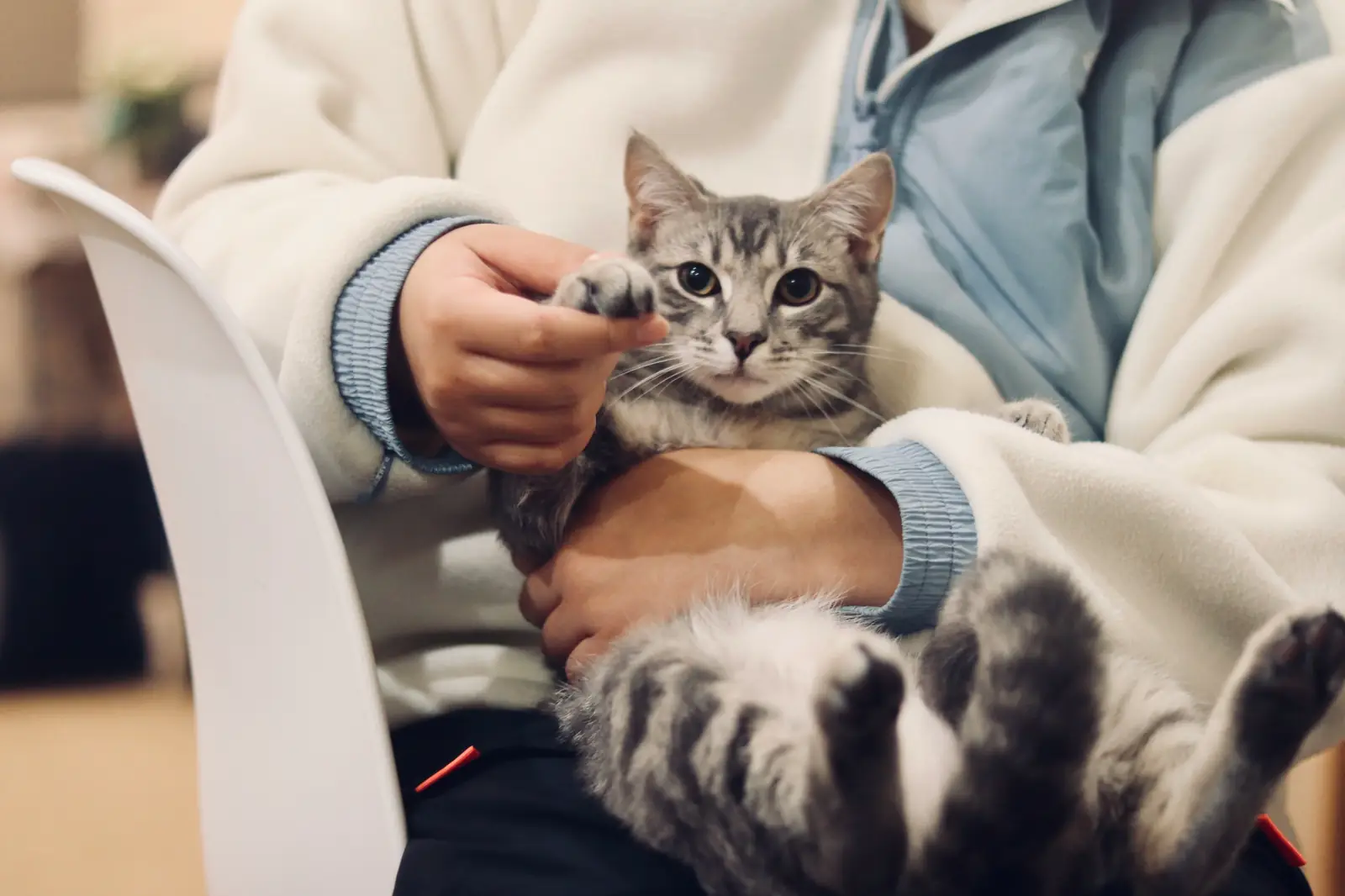 Senior cat at the veterinary clinic