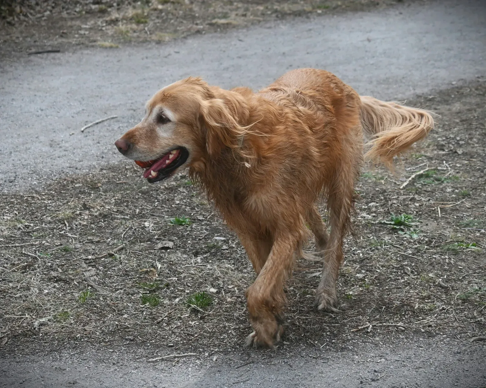 Happy senior dog still active outdoors