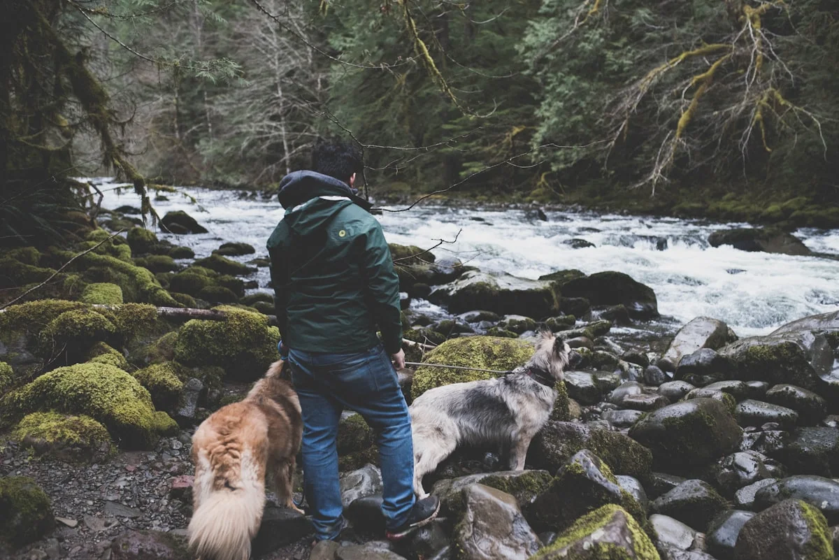 Dog in Oregon Pacific Northwest