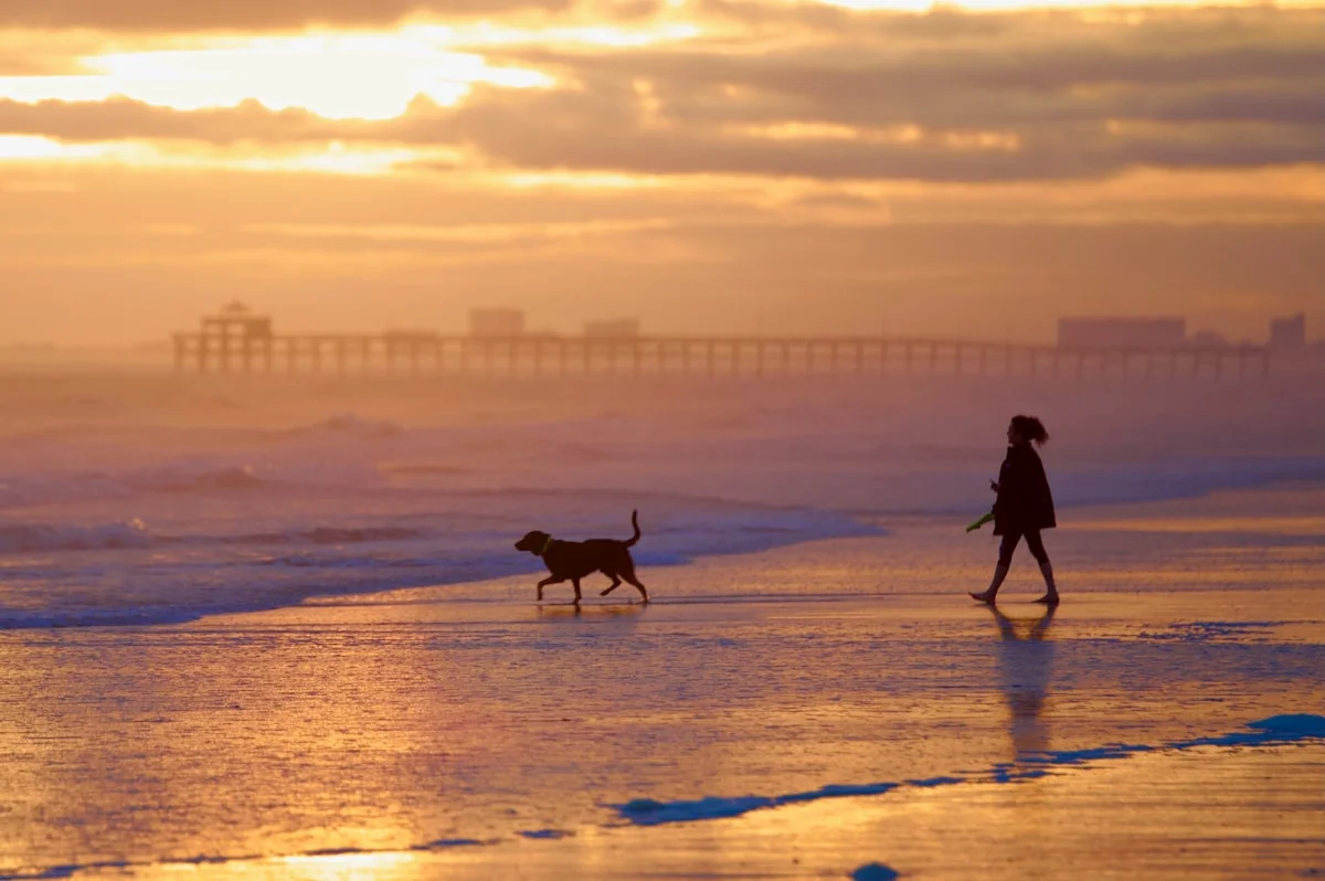 Dog in South Carolina