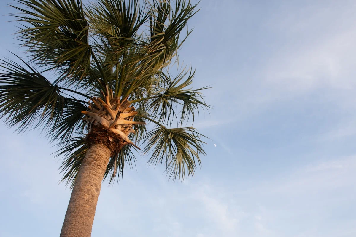 South Carolina landscape
