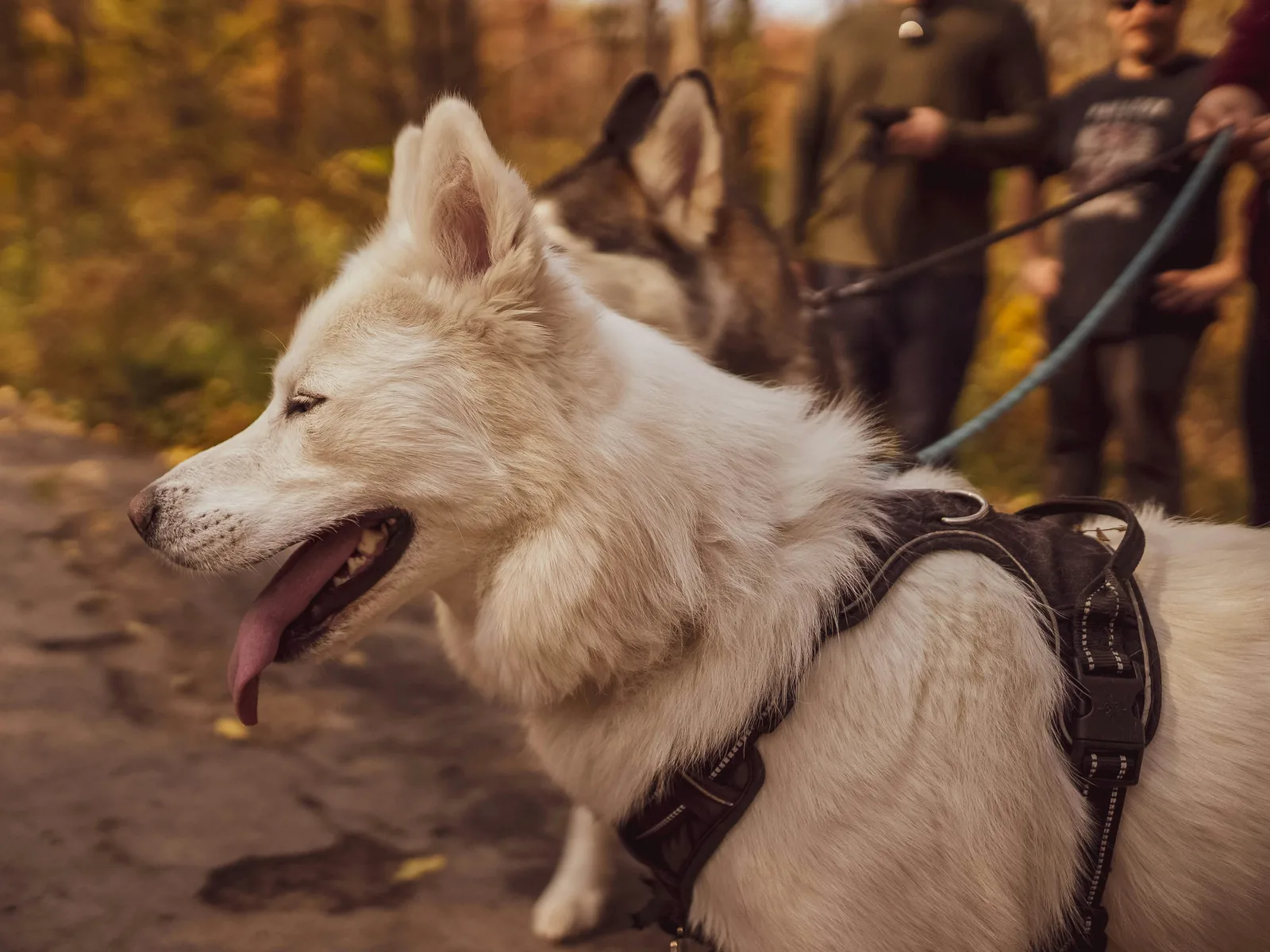 Active Siberian Husky