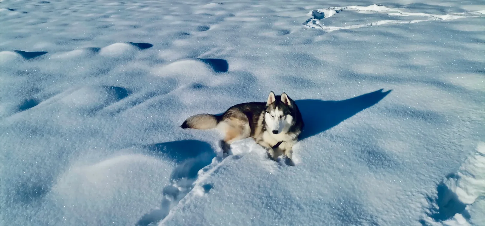 Siberian Husky running in snow